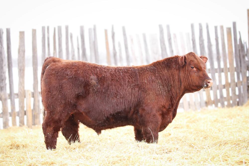 bull